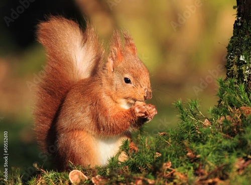 Red Squirrel (Sciurus vulgaris) © Lensman300
