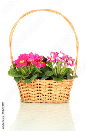 Beautiful pink primulas in basket  isolated on white