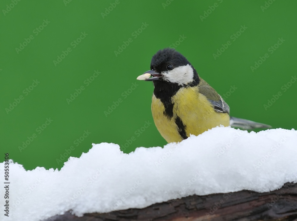 Obraz premium Great tit in the snow.