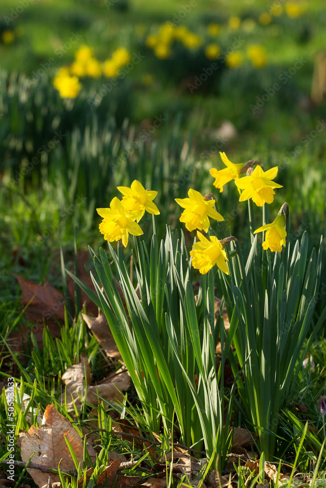 Fototapeta premium Field of blooming daffodils