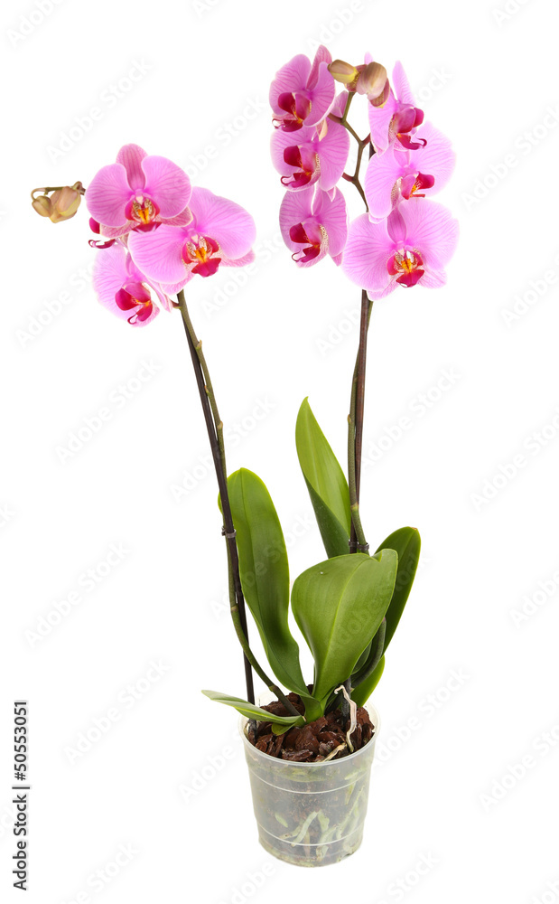 Obraz premium Gentle beautiful orchid in flowerpot isolated on white