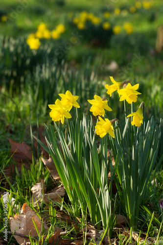 Fototapeta Naklejka Na Ścianę i Meble -  Field of blooming daffodils