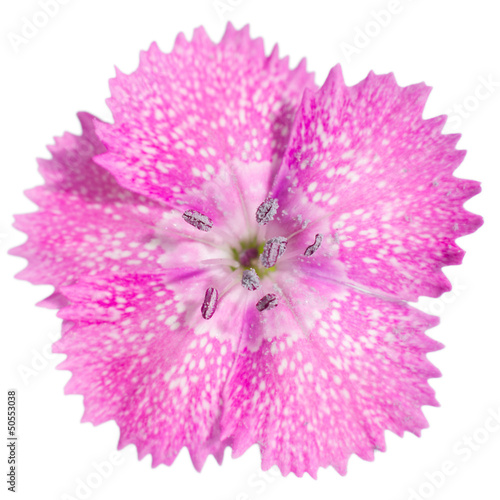 Closeup of a sweet william flower