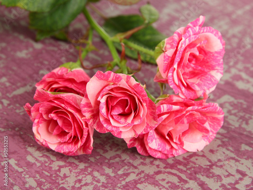 Beautiful pink roses close-up  on color background
