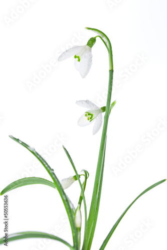 Wallpaper Mural Spring snowdrops isolated on white Torontodigital.ca