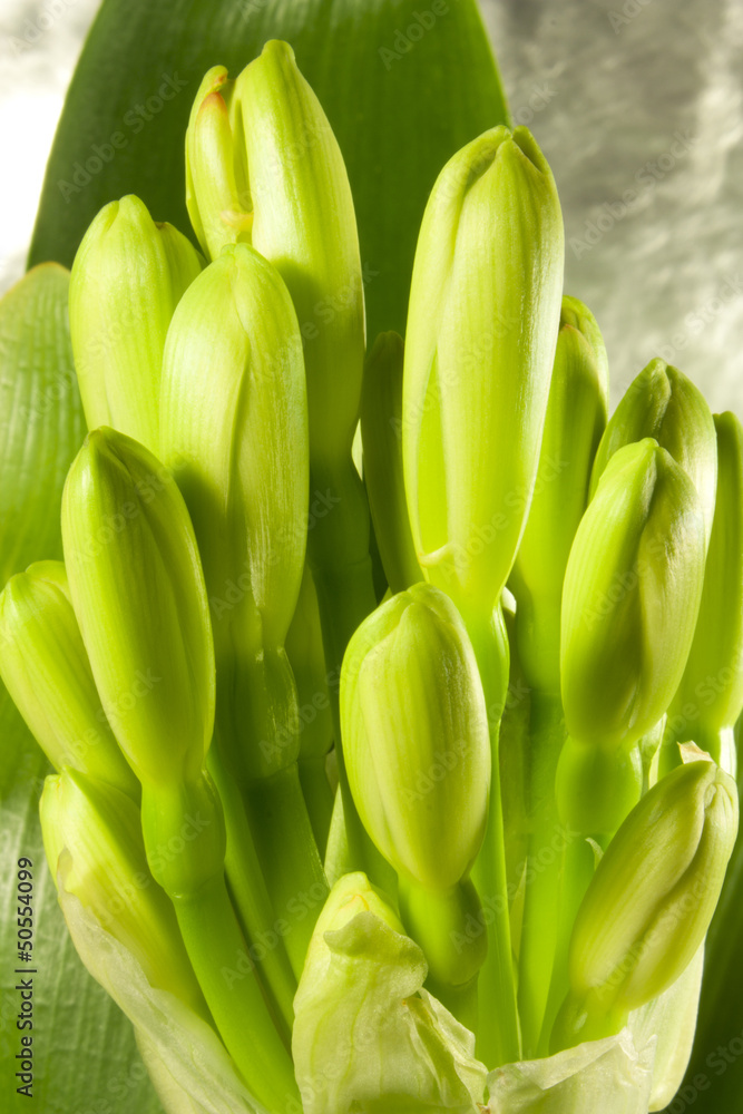 buds clivia