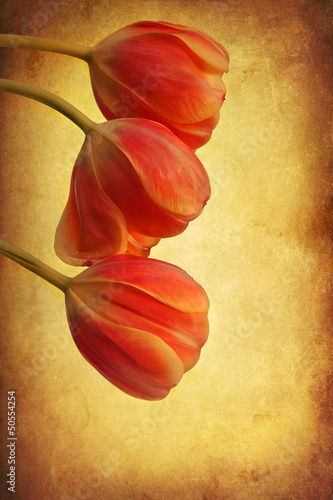 Fototapeta Naklejka Na Ścianę i Meble -  drei Tulpen