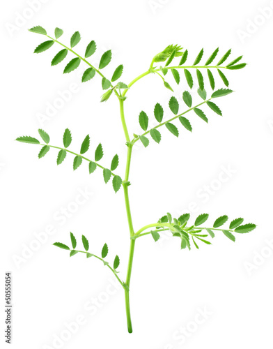 Chick-pea plant over white background