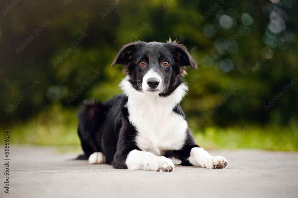 Black and white Border Collie puppy Black and white Border Collie puppy