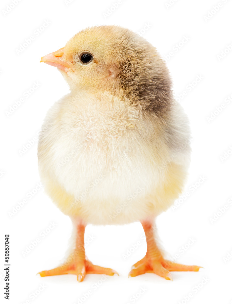 Fototapeta premium yellow chicken isolated on a white