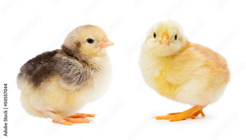 yellow and gray chickens isolated on a white