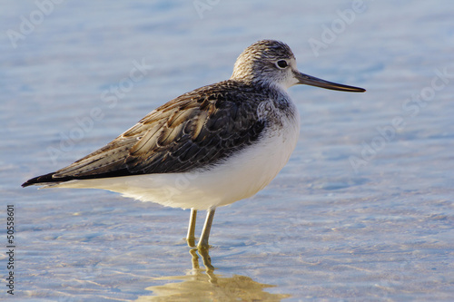 Greenshank (Tringa nebularia) photo