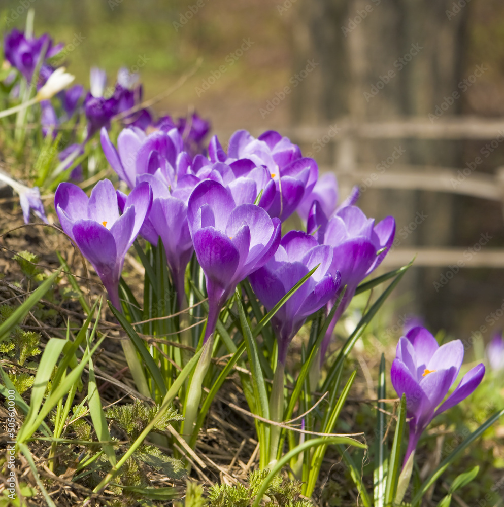 Purple crocuses Purple crocuses
