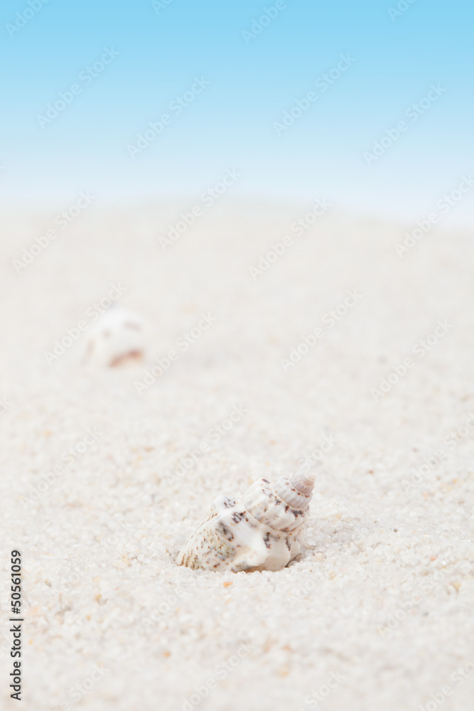 Neat seashell on the sandy beach Neat seashell on the sandy beach