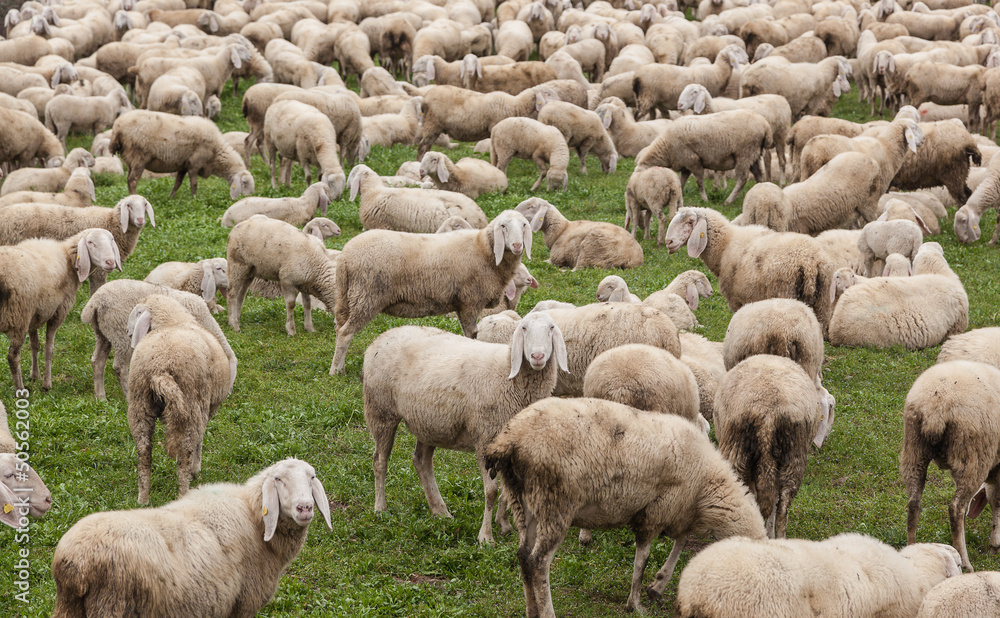 Gregge di pecore al pascolo Gregge di pecore al pascolo