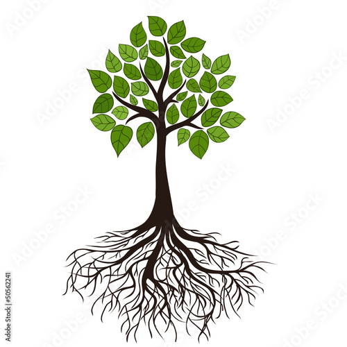 tree with roots and dense foliage, vector image