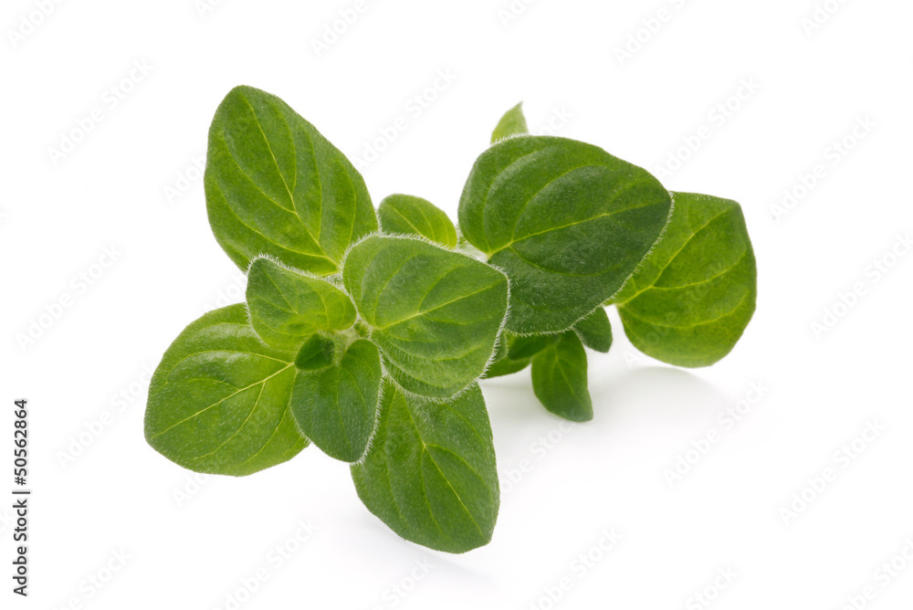 Herb Series - Oregano Herb Series - Oregano