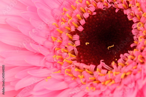 Gerbera