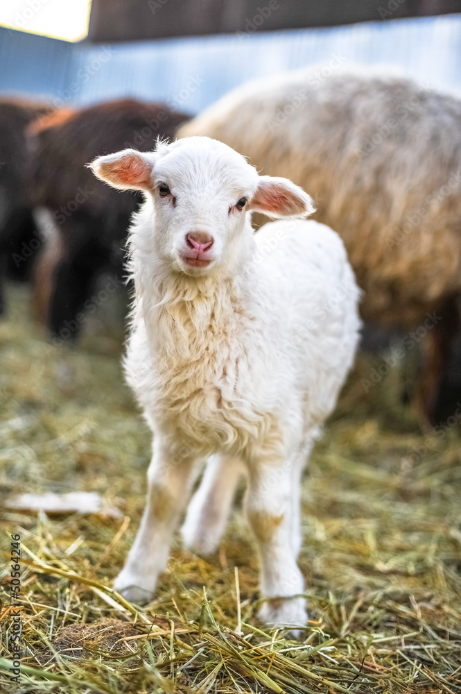 Naklejka premium White lamb looking at the camera