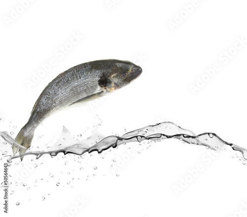 Sea bass fish jumping from water photo