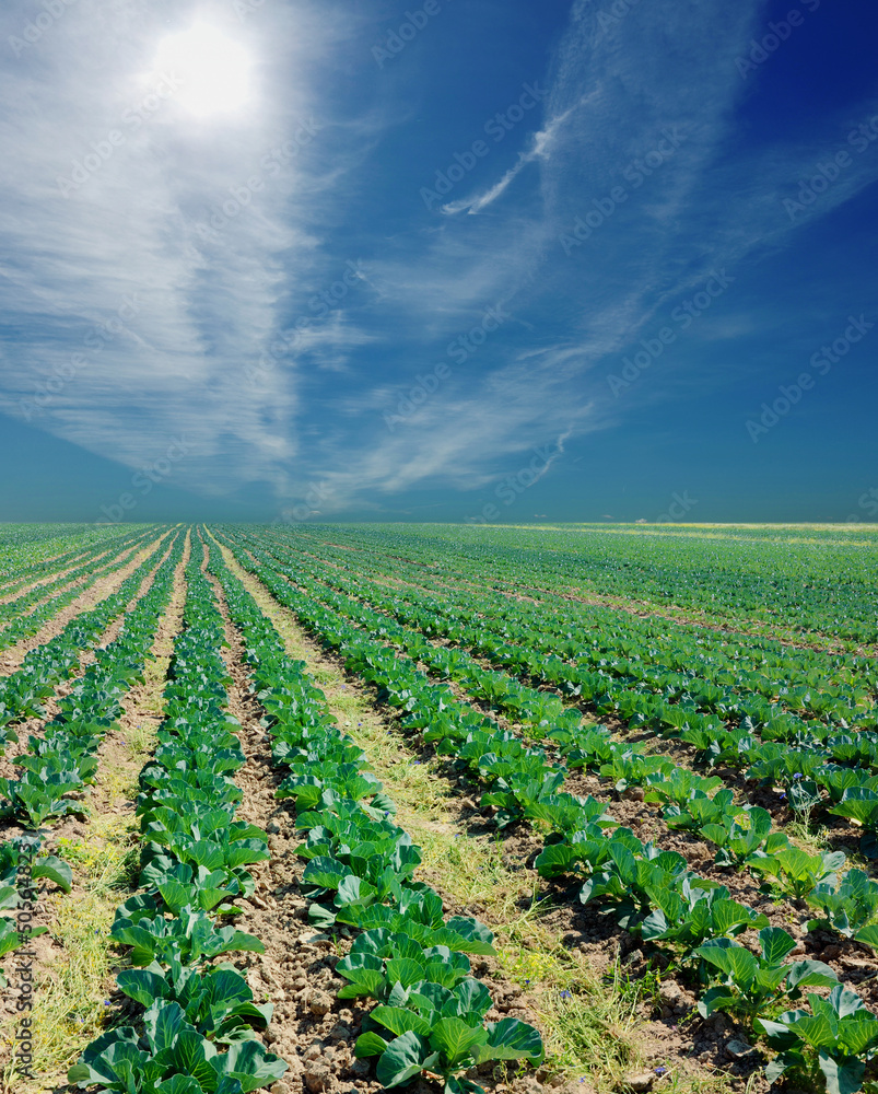 potato field on a sunset under blue sky potato field on a sunset under blue sky