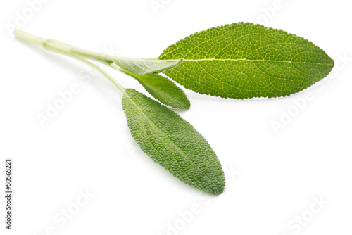 Herb Series - Sage
