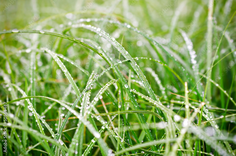 green reed canarygrass with waterdrops III green reed canarygrass with waterdrops III