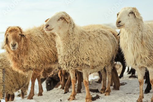 Fototapeta Naklejka Na Ścianę i Meble -  Sheeps on the snow