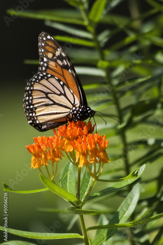 Monarch Butterfly Feeding on Orange Milkweed © Jill Lang