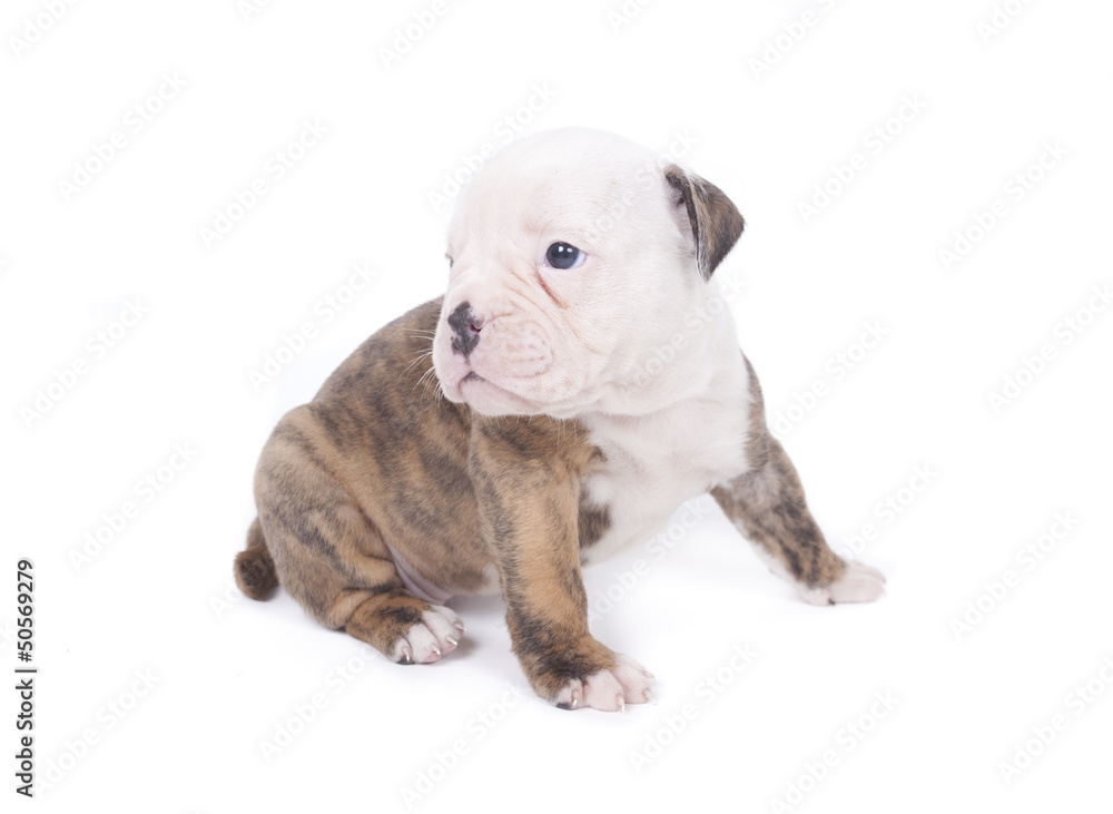 Bulldog pups playing on white background Bulldog pups playing on white background