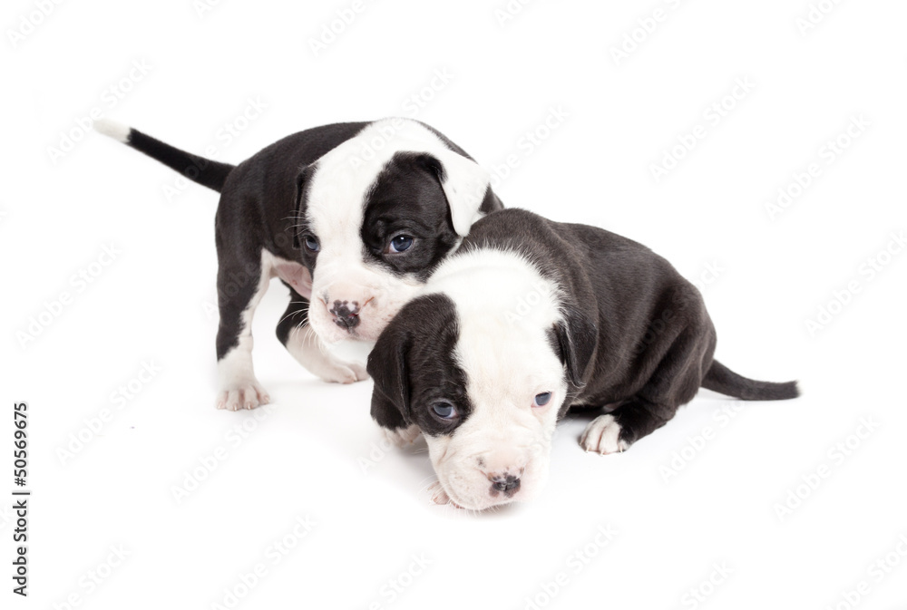 Bulldog pups playing on white background Bulldog pups playing on white background