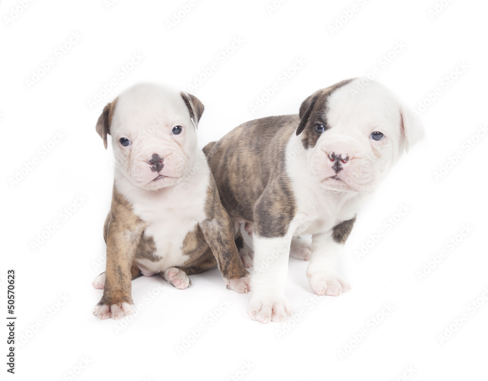 Bulldog pups playing on white background