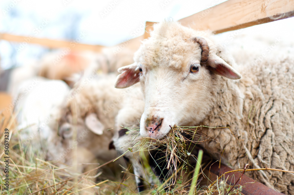 Naklejka premium Sheep eating grass and hay in a rural farm