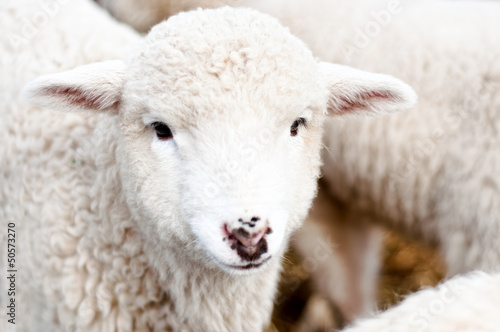 Curious Young lamb staring at camera, smiling