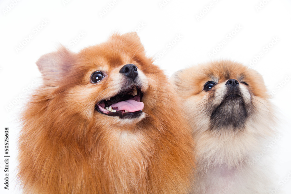 Pomeranian dog