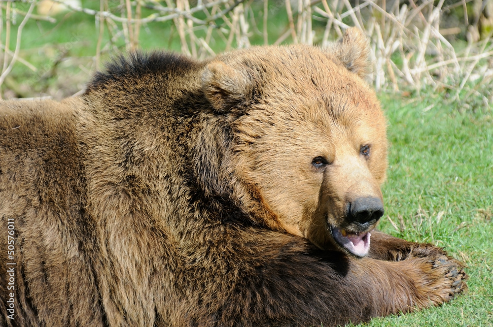 Obraz premium Brown bear mouth open