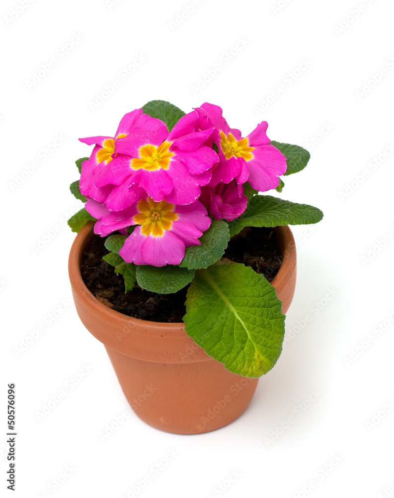 pink primula flower in a clay pot pink primula flower in a clay pot