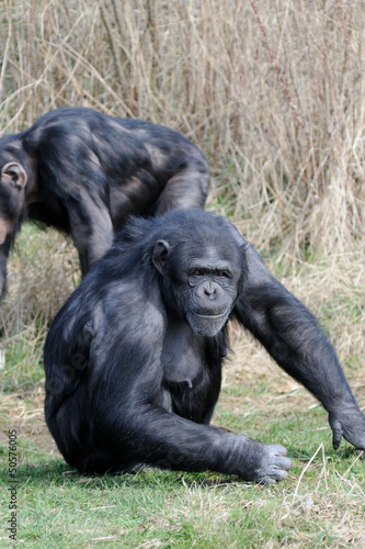 Chimpanzee on grass © kmwphotography