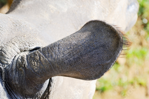 Rhino Ear photo