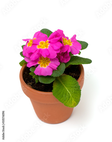 Fototapeta Naklejka Na Ścianę i Meble -  pink primula flower in a clay pot