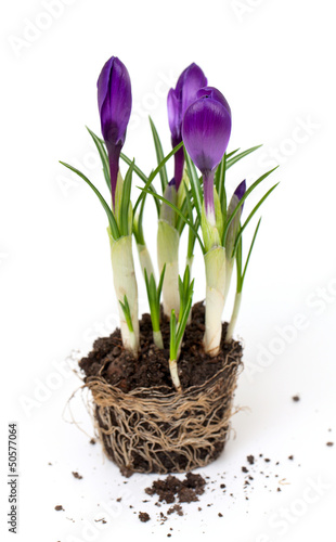 growing purple crocuses