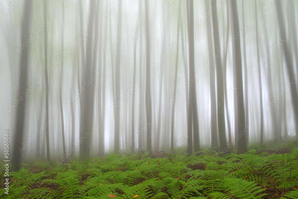Mystic forest with fern - obrazy, fototapety, plakaty 