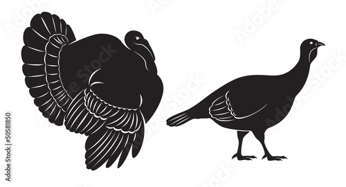 turkey