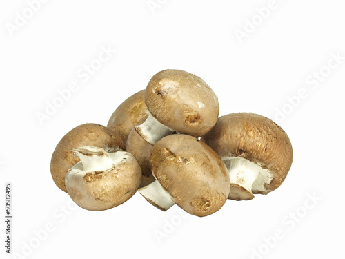 isolated brown edible mushroom