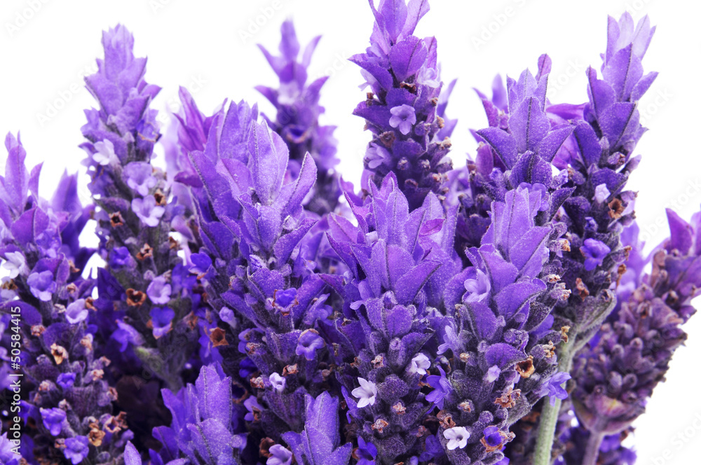 Naklejka premium lavender