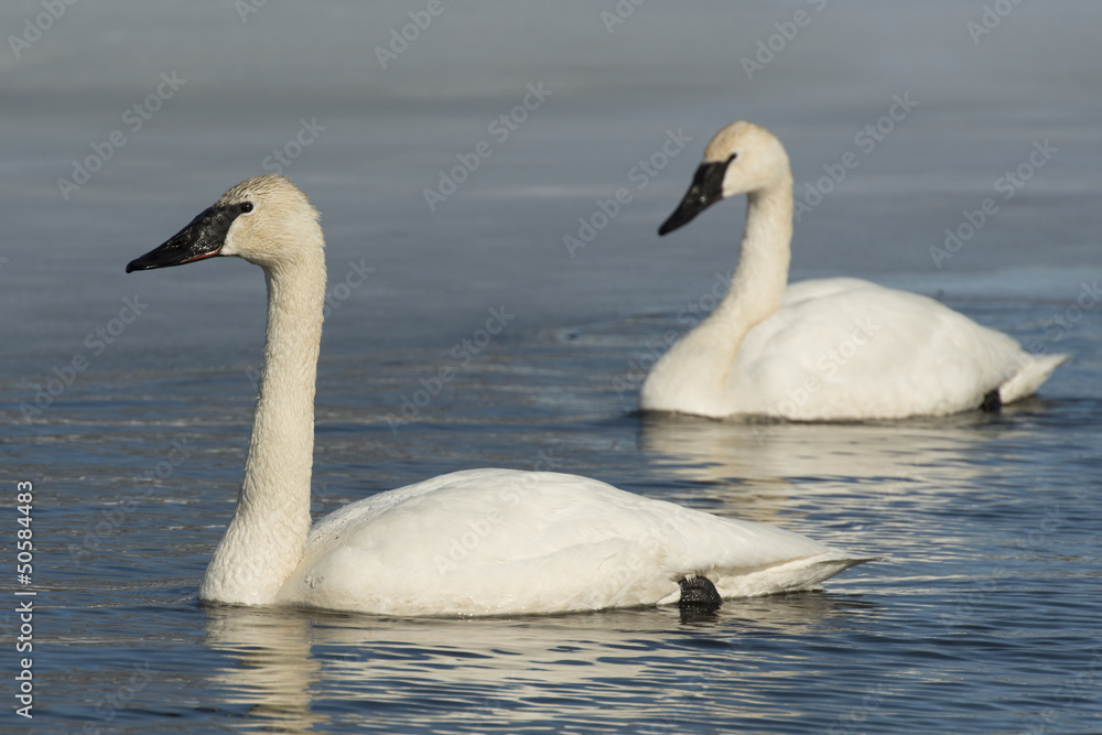 Fototapeta premium Swimming Swans
