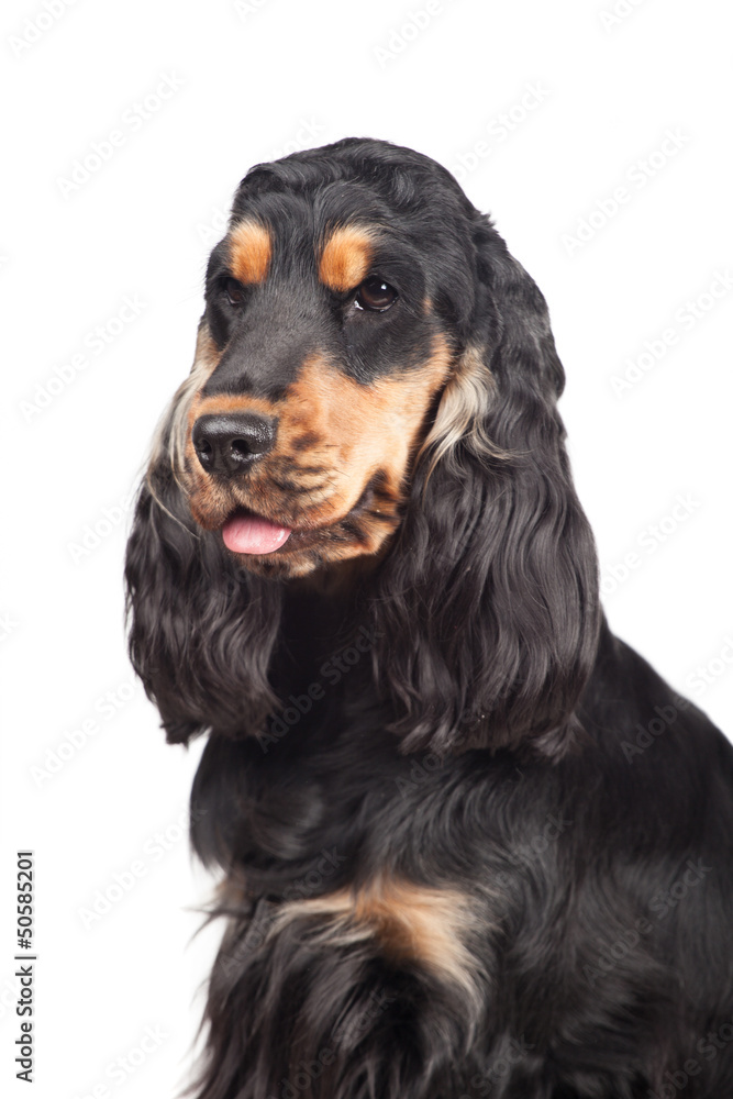 Portrait of a purebred english cocker spaniel isolated on white Portrait of a purebred english cocker spaniel isolated on white