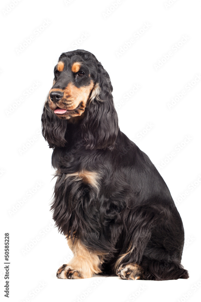 Portrait of a purebred english cocker spaniel isolated on white
