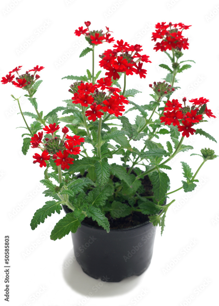 Verbena in a pot on a white background Verbena in a pot on a white background