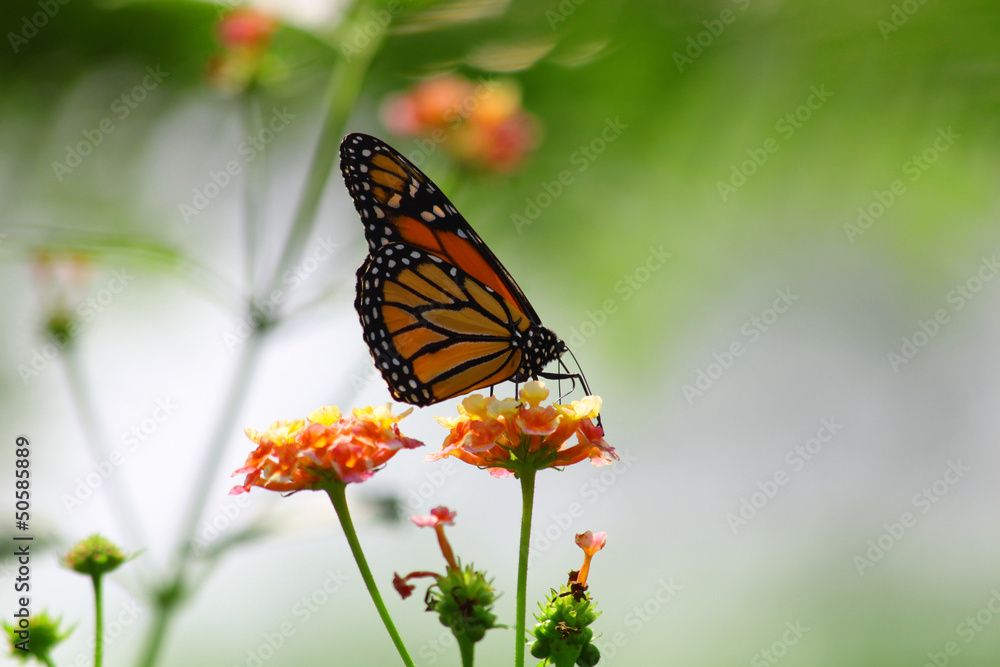 Schmetterling Schmetterling
